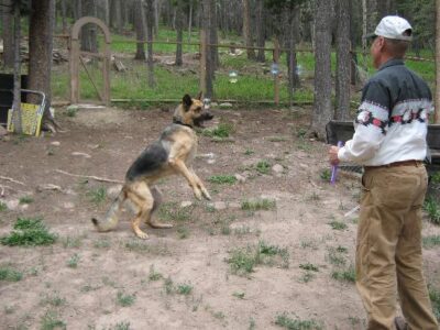 Bubbles With Bozwell Image